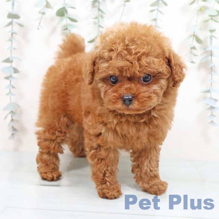 大阪府のトイプードル(トイ) (ペットプラス イオン大日店/2026年1月23日生まれ/女の子/レッドフォーン)の子犬の2枚目の画像