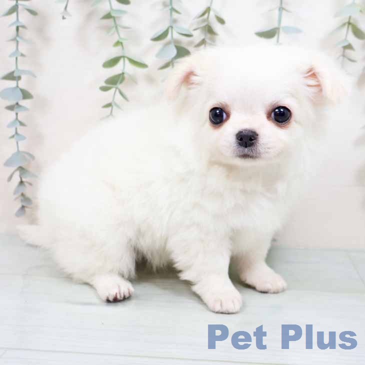 兵庫県のチワワ(ロング) (ペットプラス 神戸三宮店/2026年1月23日生まれ/男の子/ホワイトクリーム)の子犬の1枚目の画像