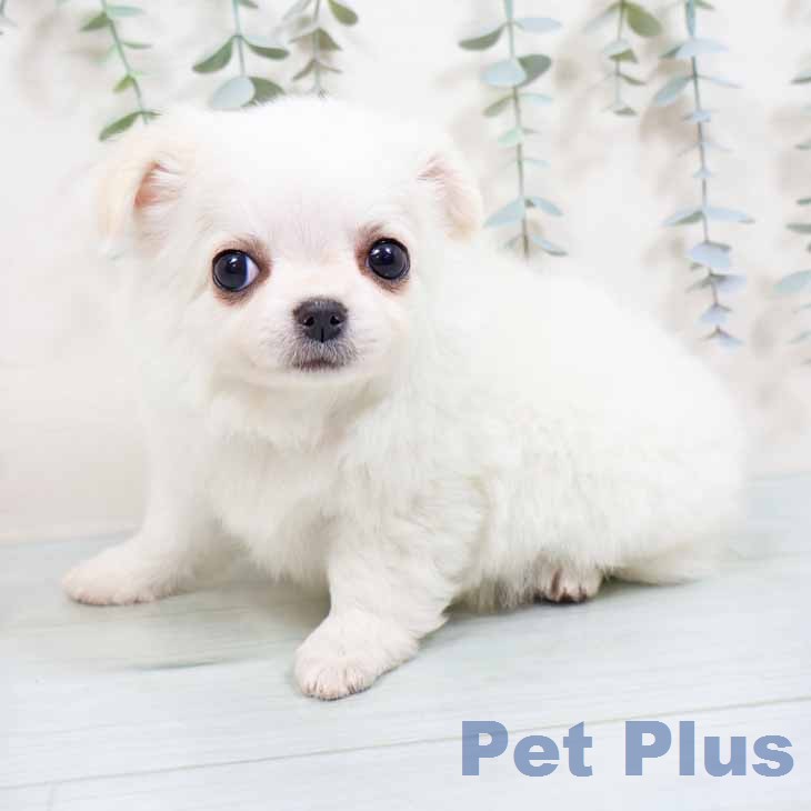 兵庫県のチワワ(ロング) (ペットプラス 神戸三宮店/2026年1月23日生まれ/男の子/ホワイトクリーム)の子犬の2枚目の画像