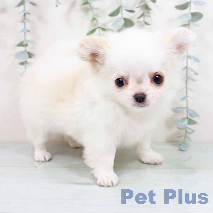 奈良県のチワワ(ロング) (ペットプラス 大和郡山店/2026年1月23日生まれ/女の子/ホワイトクリーム)の子犬の1枚目の画像