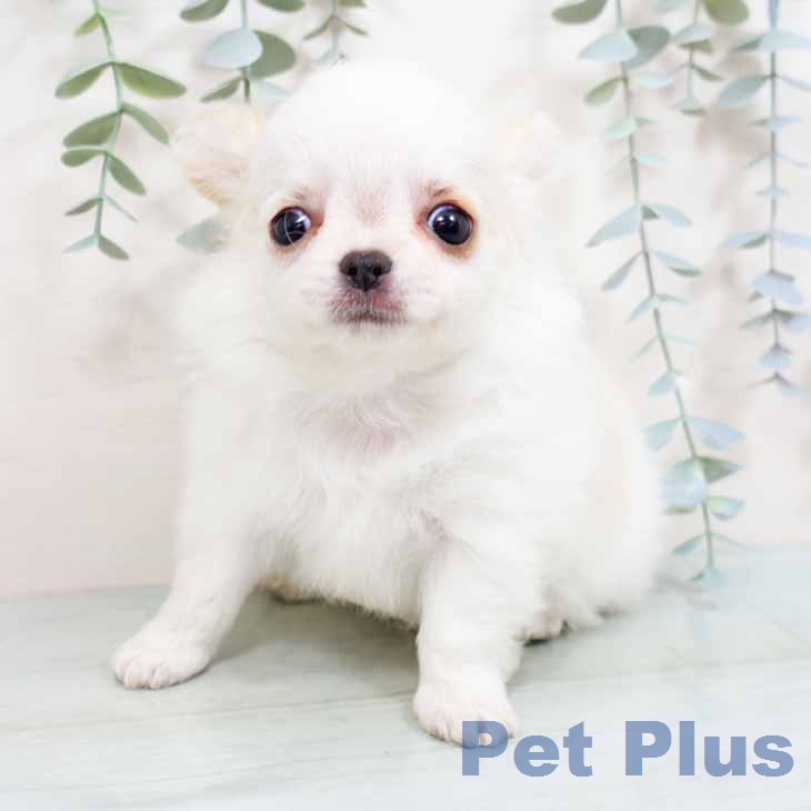 奈良県のチワワ(ロング) (ペットプラス 大和郡山店/2026年1月23日生まれ/女の子/ホワイトクリーム)の子犬の2枚目の画像