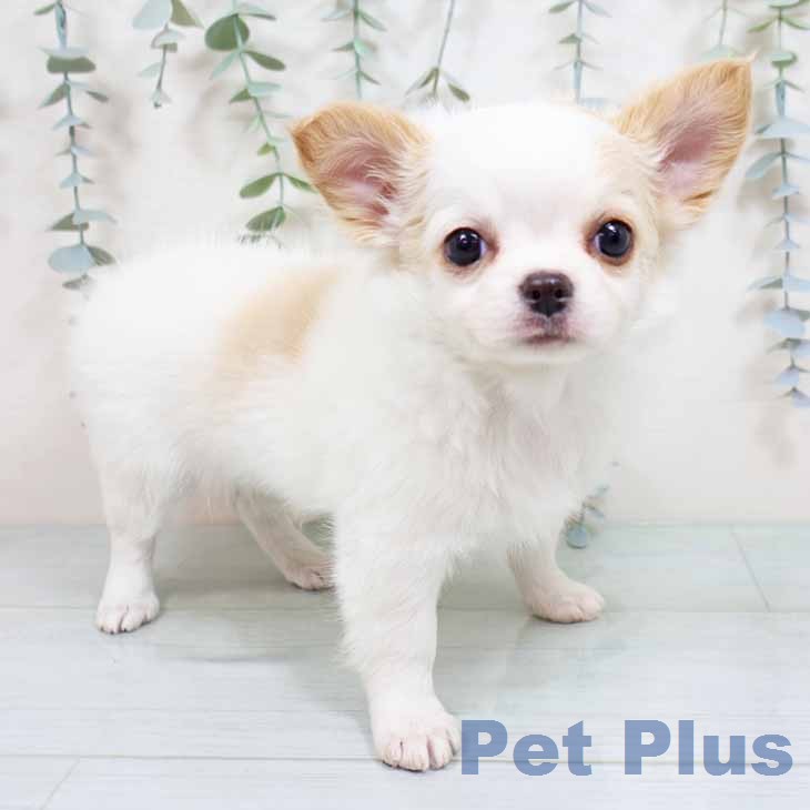 大阪府のチワワ(ロング) (ペットプラス 堺北花田店/2026年1月23日生まれ/女の子/ホワイトクリーム)の子犬の1枚目の画像