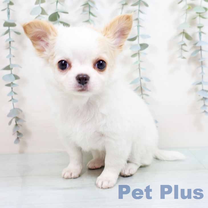 大阪府のチワワ(ロング) (ペットプラス 堺北花田店/2026年1月23日生まれ/女の子/ホワイトクリーム)の子犬の2枚目の画像