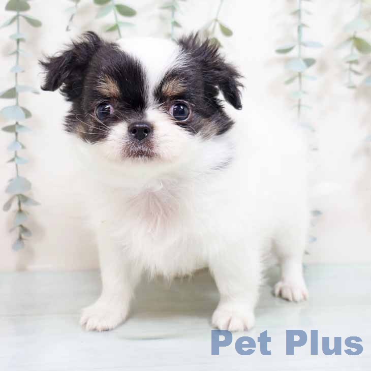 大阪府のチワワ(ロング) (ペットプラス 鶴見店/2026年1月28日生まれ/男の子/ホワイトブラックタン)の子犬の1枚目の画像