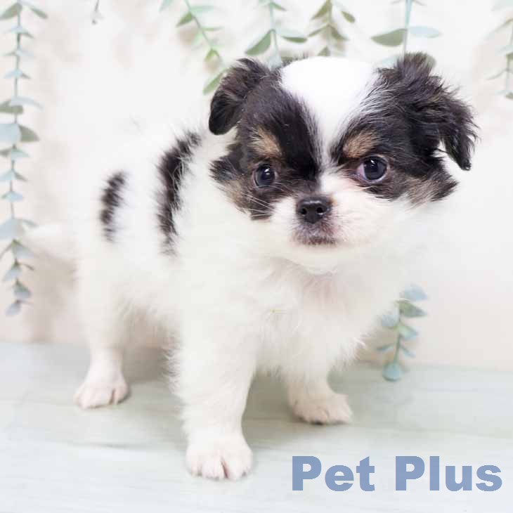 大阪府のチワワ(ロング) (ペットプラス 鶴見店/2026年1月28日生まれ/男の子/ホワイトブラックタン)の子犬の2枚目の画像