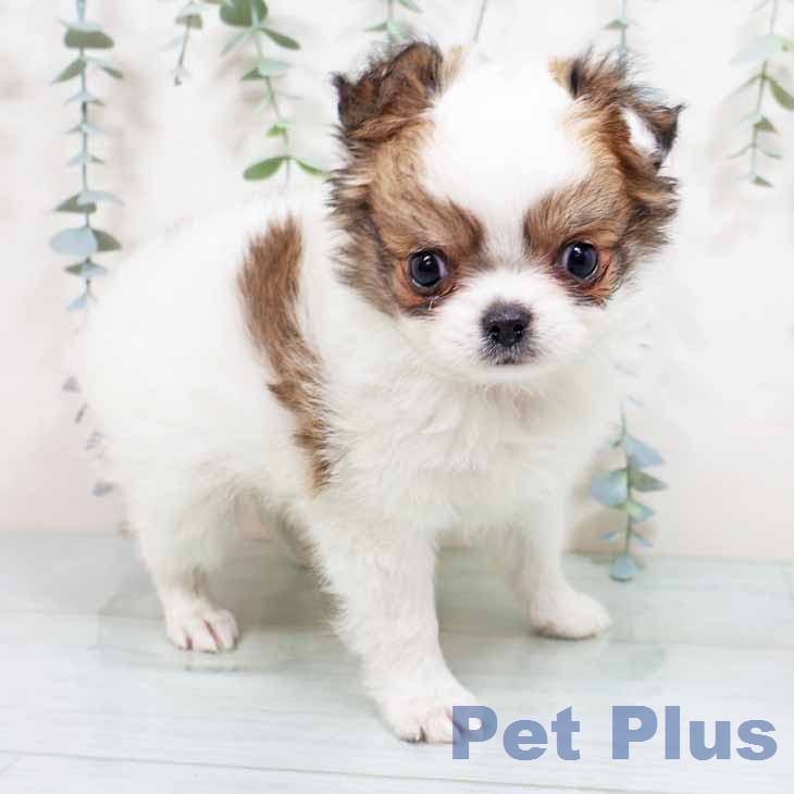 大阪府のチワワ(ロング) (ペットプラス 四條畷店/2026年1月28日生まれ/男の子/ホワイトレッド)の子犬の1枚目の画像
