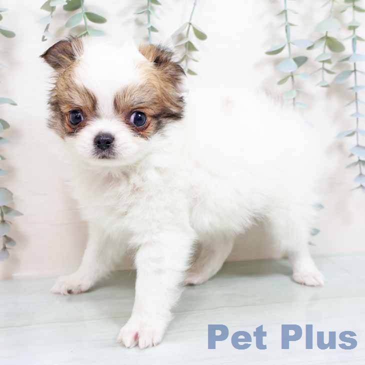 大阪府のチワワ(ロング) (ペットプラス 四條畷店/2026年1月28日生まれ/男の子/ホワイトレッド)の子犬の2枚目の画像