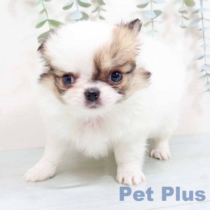 兵庫県のチワワ(ロング) (ペットプラス 神戸三宮店/2026年1月28日生まれ/女の子/ホワイトレッド)の子犬の1枚目の画像