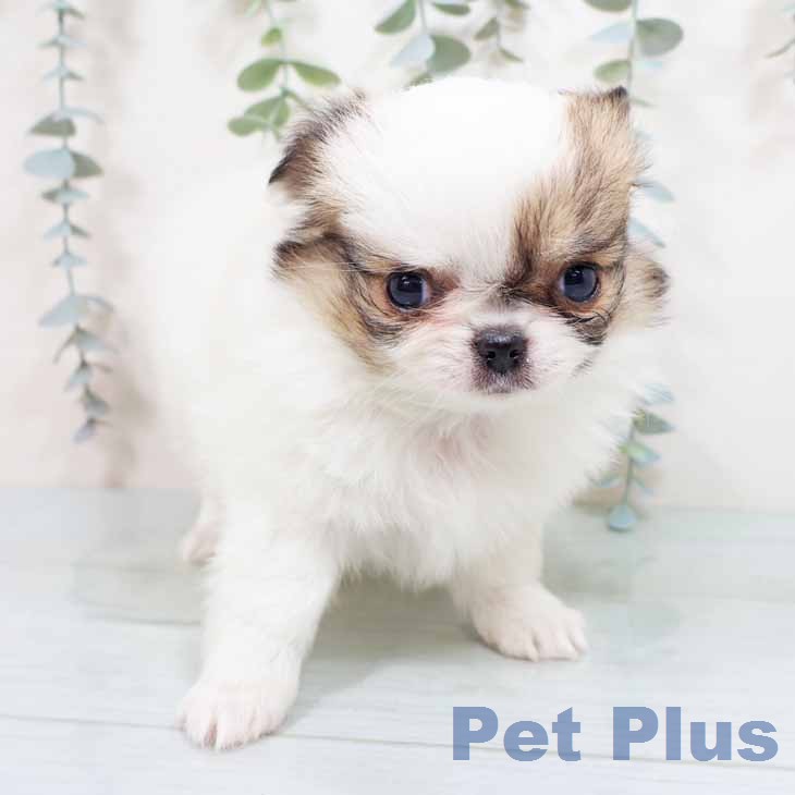 兵庫県のチワワ(ロング) (ペットプラス 神戸三宮店/2026年1月28日生まれ/女の子/ホワイトレッド)の子犬の2枚目の画像