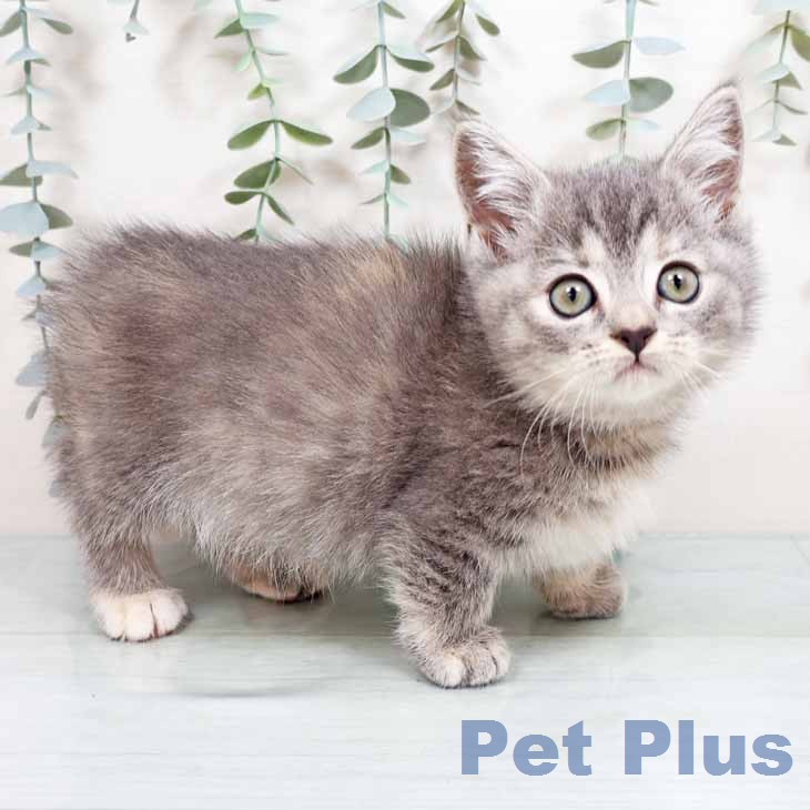 大阪府のマンチカン (ペットプラス りんくう泉南店/2026年1月8日生まれ/女の子/ブルーパッチドタビーホワイト)の子猫の1枚目の画像