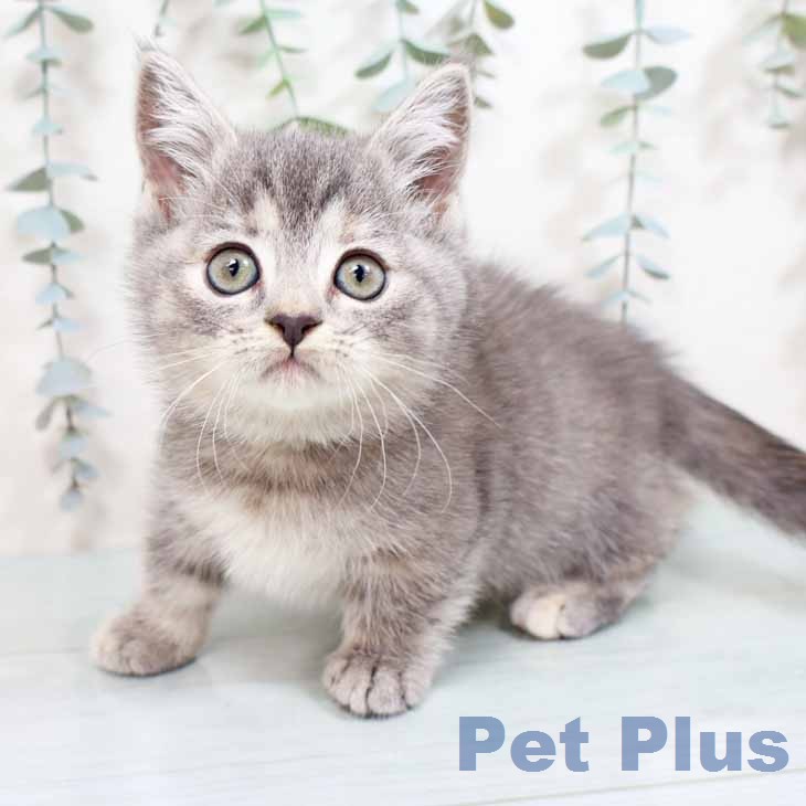 大阪府のマンチカン (ペットプラス りんくう泉南店/2026年1月8日生まれ/女の子/ブルーパッチドタビーホワイト)の子猫の2枚目の画像