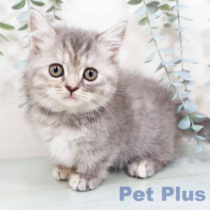 大阪府のマンチカン (ペットプラス イオン大日店/2026年1月8日生まれ/女の子/ブルータビーホワイト)の子猫の1枚目の画像