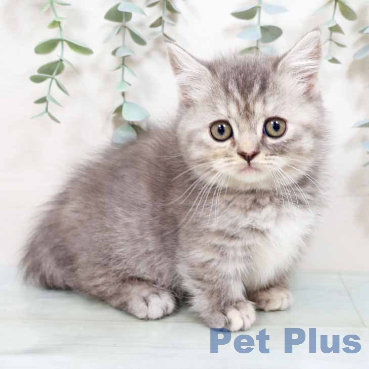 大阪府のマンチカン (ペットプラス イオン大日店/2026年1月8日生まれ/女の子/ブルータビーホワイト)の子猫の2枚目の画像
