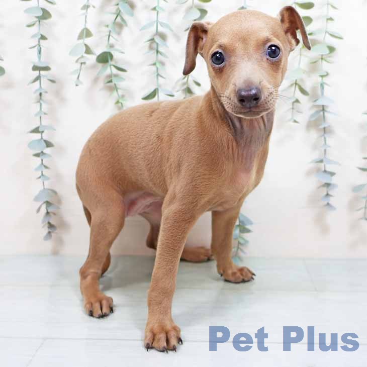 大阪府のイタリアングレーハウンド (ペットプラス イオン大日店/2026年1月19日生まれ/女の子/フォーン)の子犬の1枚目の画像