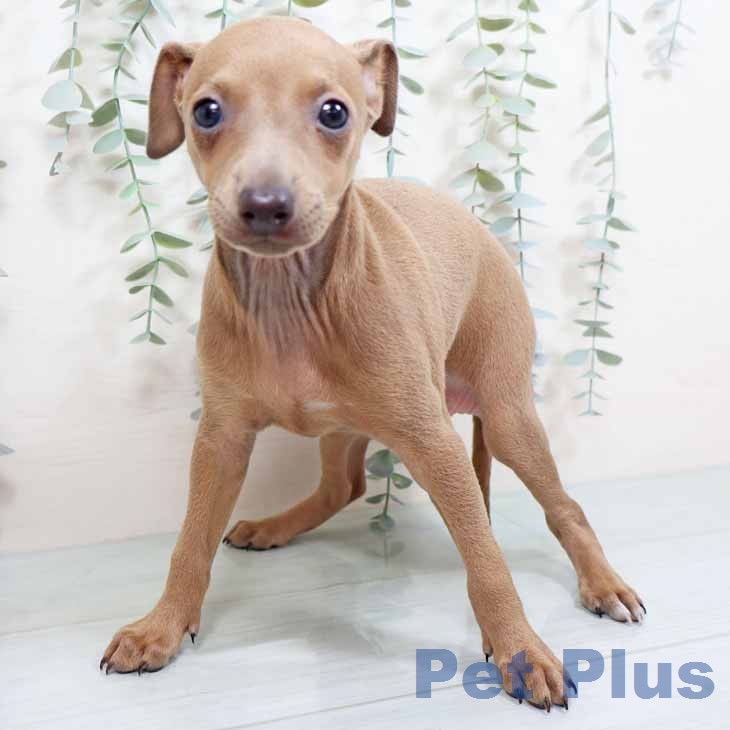 大阪府のイタリアングレーハウンド (ペットプラス イオン大日店/2026年1月19日生まれ/女の子/フォーン)の子犬の2枚目の画像