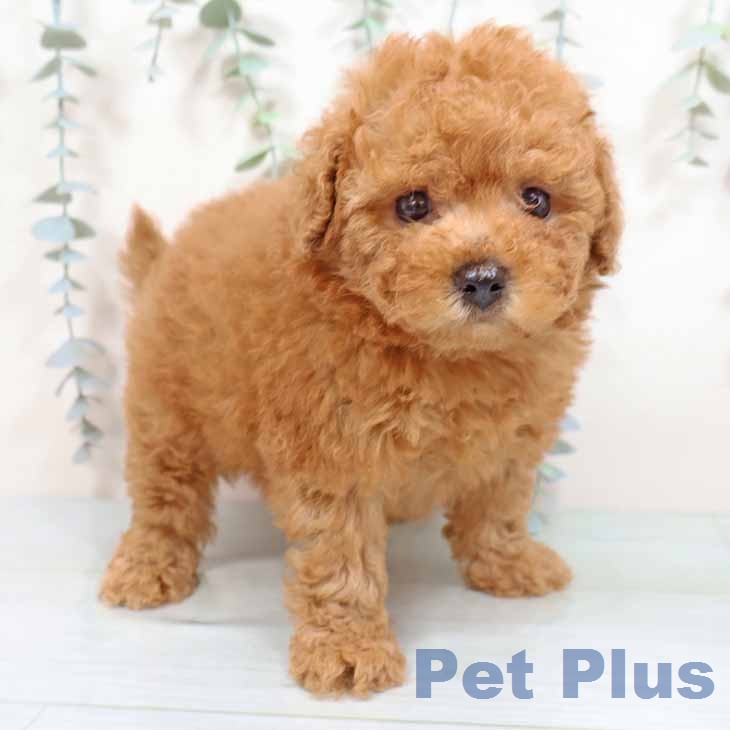 大阪府のトイプードル(トイ) (ペットプラス 四條畷店/2026年1月29日生まれ/女の子/レッドフォーン)の子犬の1枚目の画像