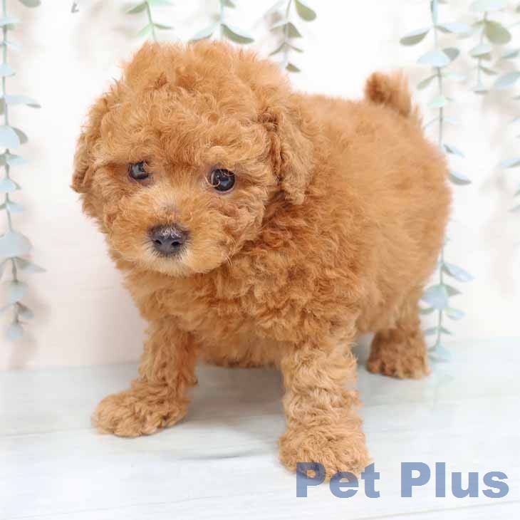 大阪府のトイプードル(トイ) (ペットプラス 四條畷店/2026年1月29日生まれ/女の子/レッドフォーン)の子犬の2枚目の画像