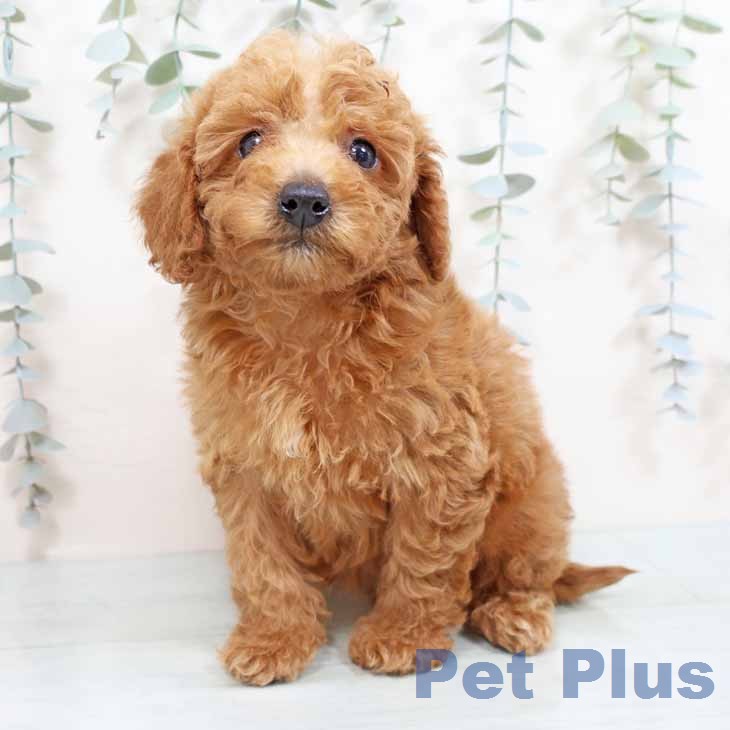 兵庫県のトイプードル(トイ) (ペットプラス 明石店/2026年1月29日生まれ/女の子/アプリコット)の子犬の1枚目の画像