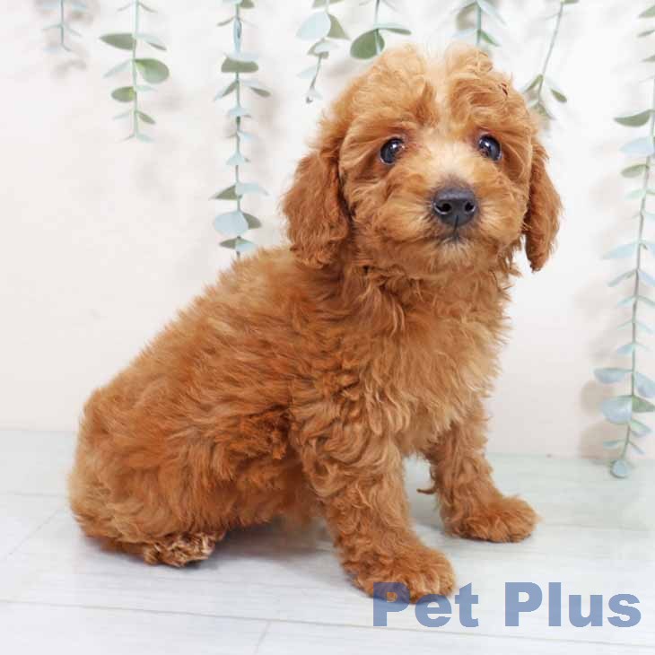 兵庫県のトイプードル(トイ) (ペットプラス 明石店/2026年1月29日生まれ/女の子/アプリコット)の子犬の2枚目の画像