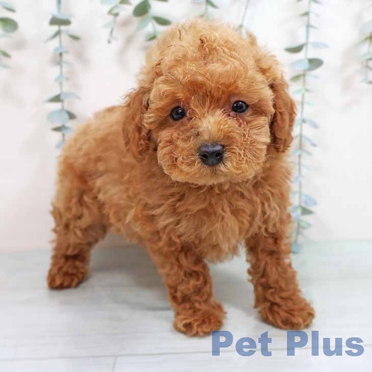 大阪府のトイプードル(トイ) (ペットプラス りんくう泉南店/2026年1月29日生まれ/女の子/アプリコット)の子犬の1枚目の画像