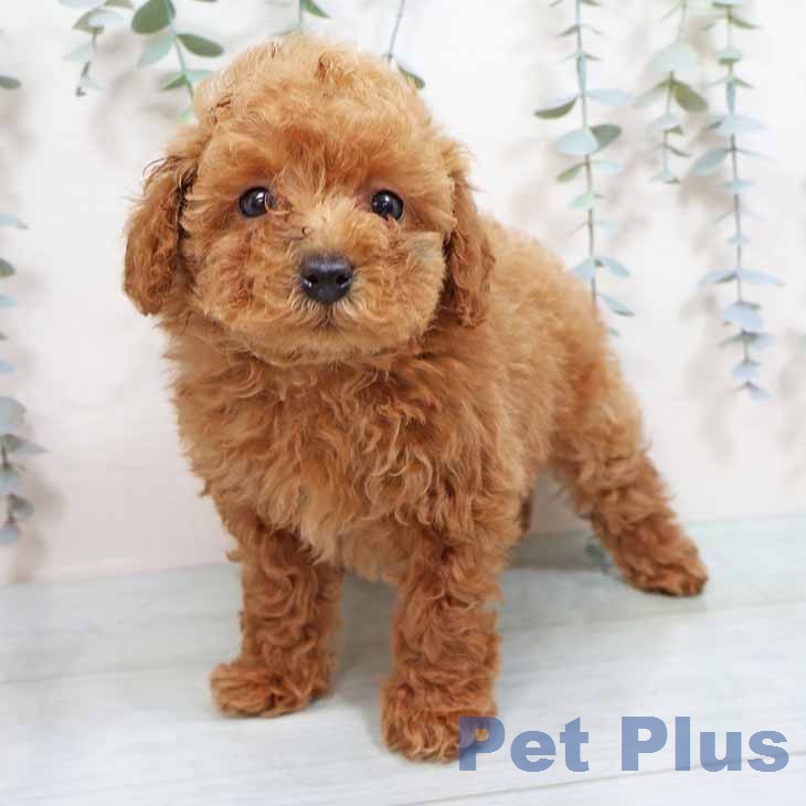 大阪府のトイプードル(トイ) (ペットプラス りんくう泉南店/2026年1月29日生まれ/女の子/アプリコット)の子犬の2枚目の画像