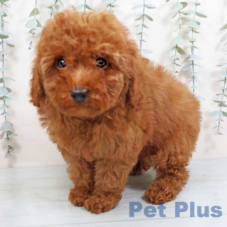 奈良県のトイプードル(トイ) (ペットプラス 大和郡山店/2026年1月24日生まれ/男の子/レッドフォーン)の子犬の1枚目の画像