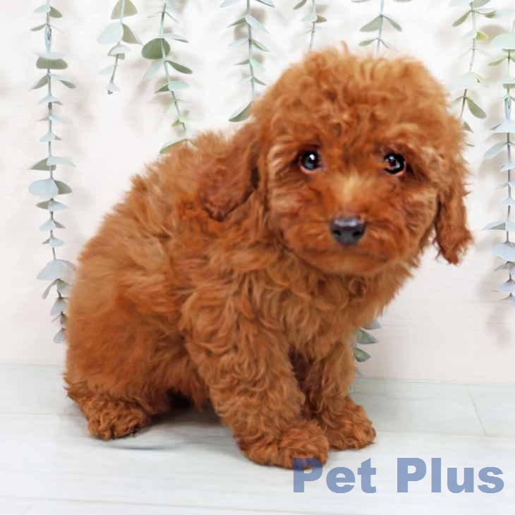 奈良県のトイプードル(トイ) (ペットプラス 大和郡山店/2026年1月24日生まれ/男の子/レッドフォーン)の子犬の2枚目の画像