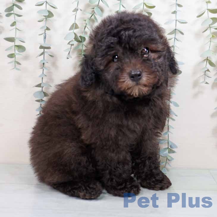 大阪府のトイプードル(トイ) (ペットプラス 鶴見店/2026年1月24日生まれ/男の子/シルバー)の子犬