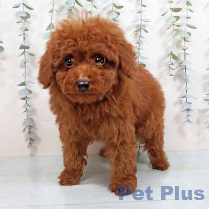 京都府のトイプードル(トイ) (ペットプラス 醍醐店/2026年1月24日生まれ/男の子/レッドフォーン)の子犬の1枚目の画像