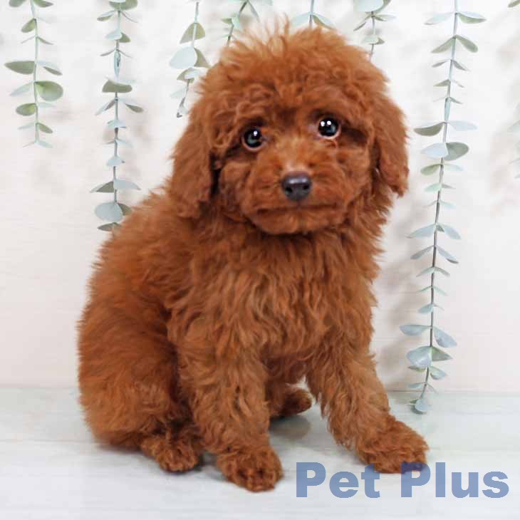 京都府のトイプードル(トイ) (ペットプラス 醍醐店/2026年1月24日生まれ/男の子/レッドフォーン)の子犬の2枚目の画像