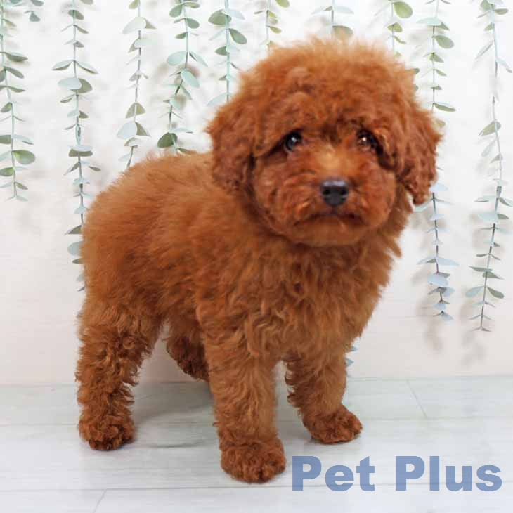 奈良県のトイプードル(トイ) (ペットプラス 大和郡山店/2026年1月24日生まれ/女の子/レッドフォーン)の子犬の1枚目の画像