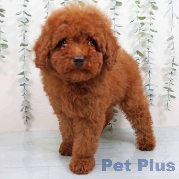 奈良県のトイプードル(トイ) (ペットプラス 大和郡山店/2026年1月24日生まれ/女の子/レッドフォーン)の子犬の2枚目の画像