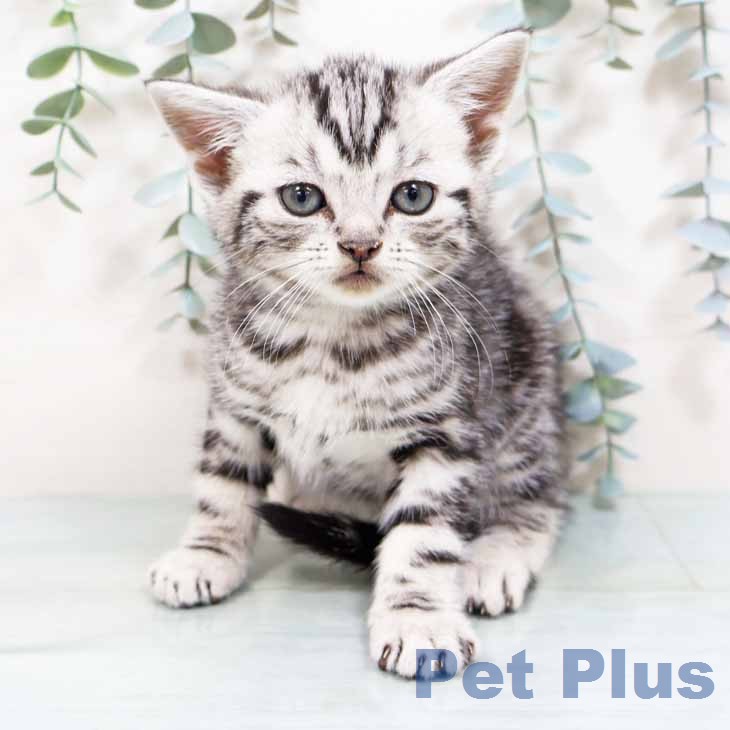 アメリカンショートヘアの写真2