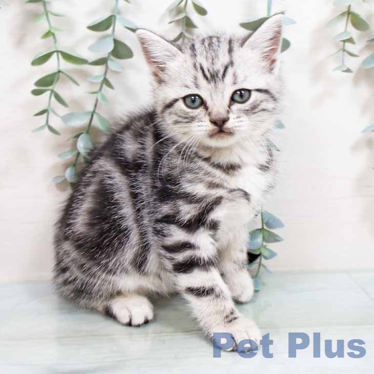 アメリカンショートヘア