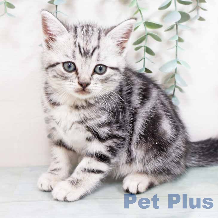 アメリカンショートヘア