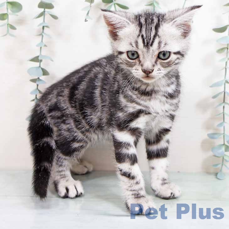 新潟県のアメリカンショートヘアー (ペットプラス 新潟南店/2026年1月27日生まれ/男の子/シルバータビー)の子猫の1枚目の画像