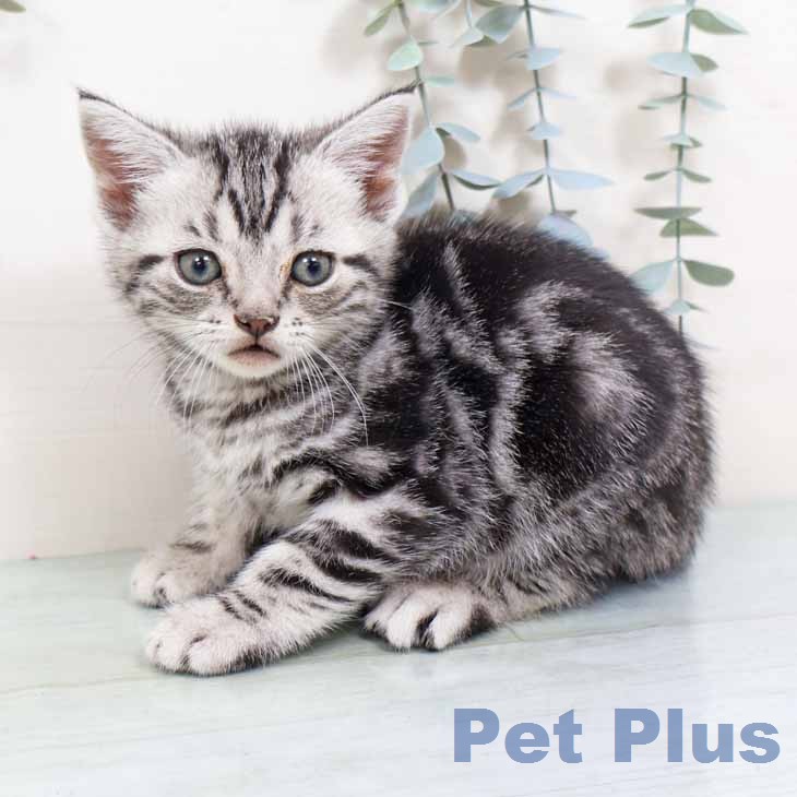 新潟県のアメリカンショートヘアー (ペットプラス 新潟南店/2026年1月27日生まれ/男の子/シルバータビー)の子猫の2枚目の画像