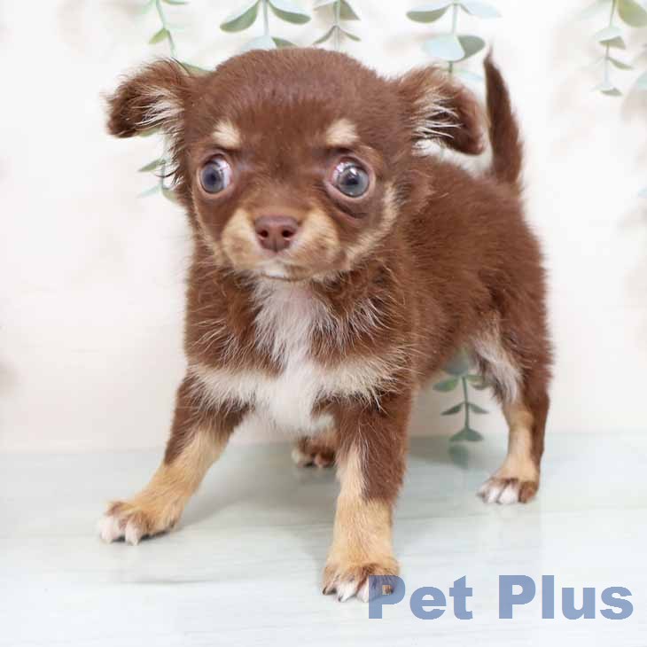 大阪府のチワワ(ロング) (ペットプラス イオン大日店/2026年1月16日生まれ/男の子/チョコレートタンホワイト)の子犬の1枚目の画像