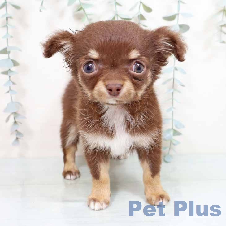 大阪府のチワワ(ロング) (ペットプラス イオン大日店/2026年1月16日生まれ/男の子/チョコレートタンホワイト)の子犬の2枚目の画像