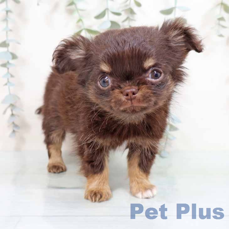 大阪府のチワワ(ロング) (ペットプラス イオン大日店/2026年1月24日生まれ/男の子/チョコレートタンホワイト)の子犬の2枚目の画像