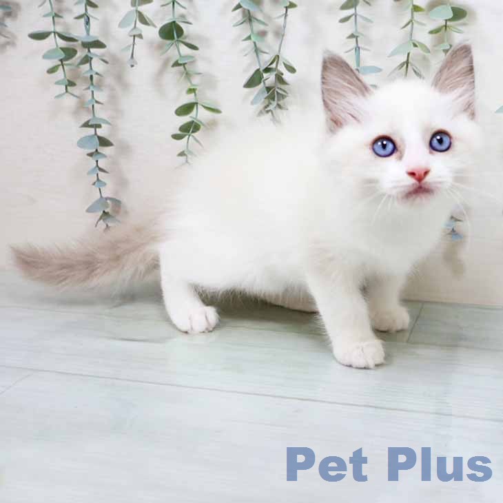 大阪府のラグドール (ペットプラス りんくう泉南店/2026年1月22日生まれ/男の子/ブルーポイントバイカラー)の子猫