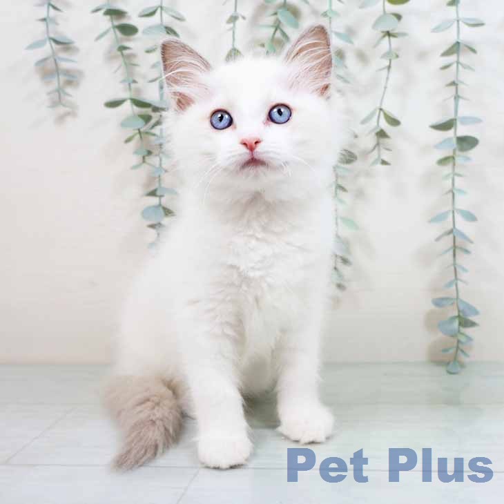 大阪府のラグドール (ペットプラス イオン大日店/2026年1月22日生まれ/女の子/ブルーポイントバイカラー)の子猫の1枚目の画像