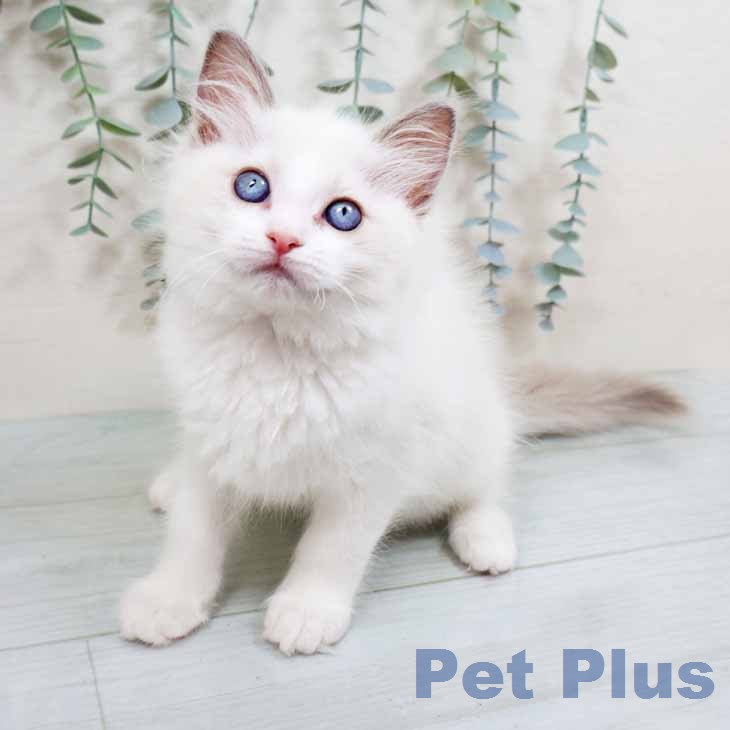 大阪府のラグドール (ペットプラス イオン大日店/2026年1月22日生まれ/女の子/ブルーポイントバイカラー)の子猫の2枚目の画像