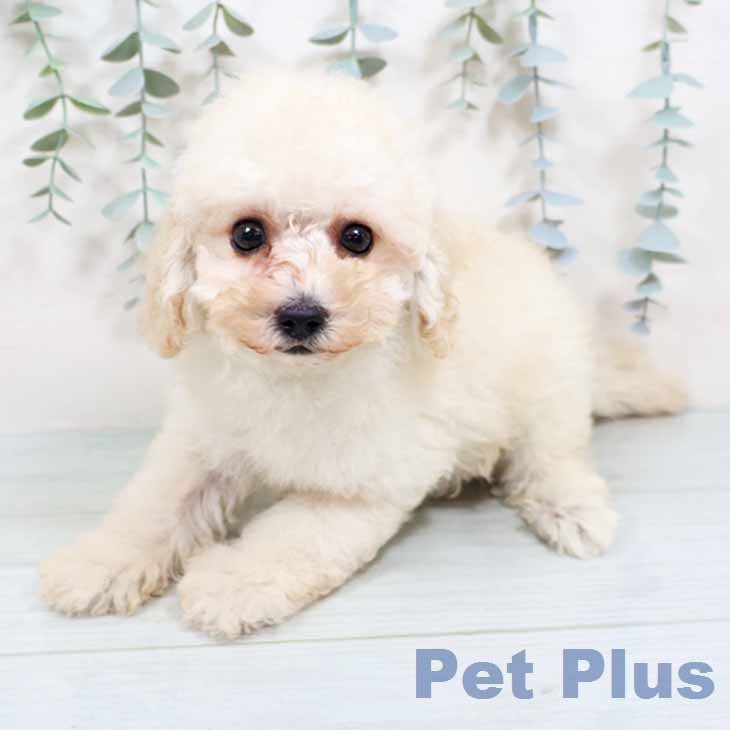兵庫県のトイプードル(トイ) (ペットプラス 神戸三宮店/2026年1月29日生まれ/男の子/クリーム)の子犬の1枚目の画像