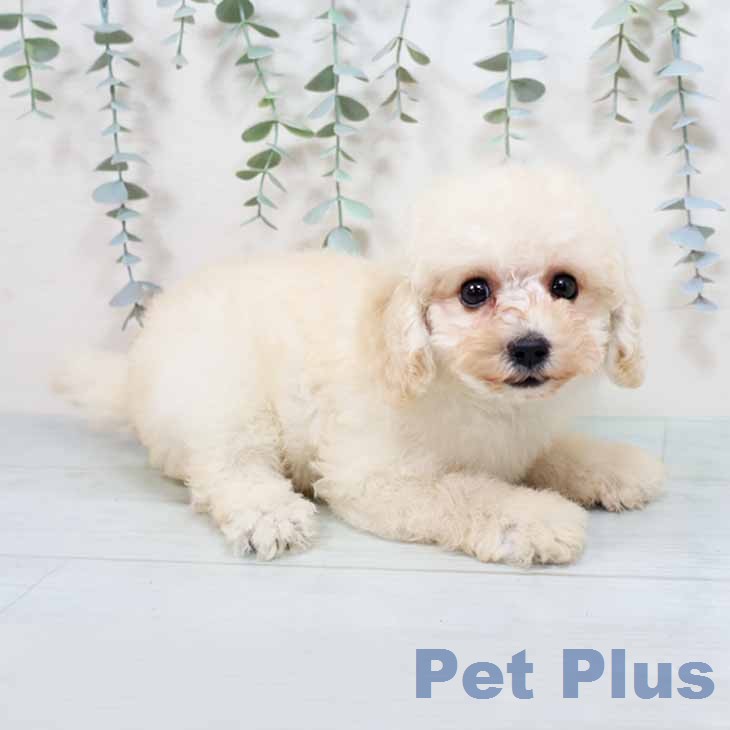 兵庫県のトイプードル(トイ) (ペットプラス 神戸三宮店/2026年1月29日生まれ/男の子/クリーム)の子犬の2枚目の画像