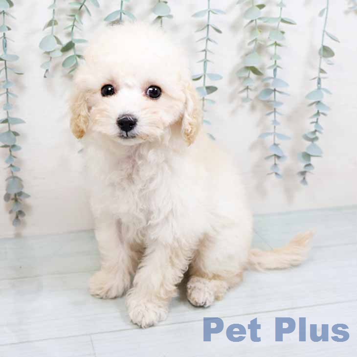 大阪府のトイプードル(トイ) (ペットプラス イオン大日店/2026年1月23日生まれ/女の子/クリーム)の子犬