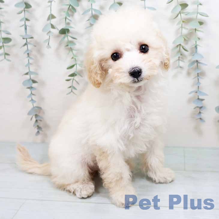 大阪府のトイプードル(トイ) (ペットプラス イオン大日店/2026年1月23日生まれ/女の子/クリーム)の子犬の2枚目の画像