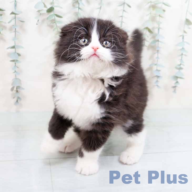 大阪府のスコティッシュフォールド (ペットプラス イオン大日店/2026年1月30日生まれ/男の子/ブラックホワイト)の子猫の1枚目の画像