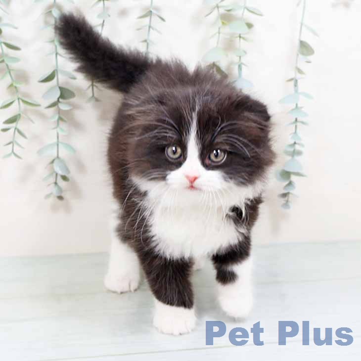 大阪府のスコティッシュフォールド (ペットプラス イオン大日店/2026年1月30日生まれ/男の子/ブラックホワイト)の子猫の2枚目の画像