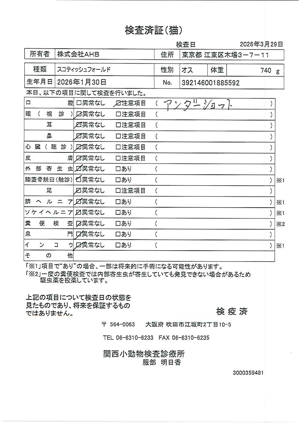 スコティッシュフォールド